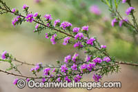 Kunzea wildflower Photo - Gary Bell