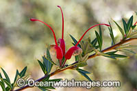 Grevillea wildflower Photo - Gary Bell