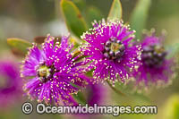 Melaleuca wildflower Photo - Gary Bell
