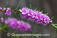 Swan River Myrtle wildflower Photo - Gary Bell
