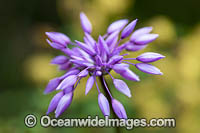 Purple Tassel wildflower Photo - Gary Bell