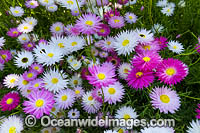 Pink Paper-daisy wildflower Photo - Gary Bell