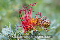 Fuchsia Grevillea wildflower Photo - Gary Bell