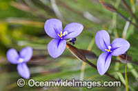 Woolly Patersonia wildflower Photo - Gary Bell