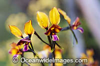 Donkey Orchid wildflower Photo - Gary Bell