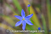 Morning Iris wildflower Photo - Gary Bell