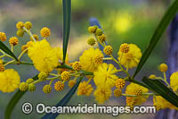 Goldern Wattle wildflower Photo - Gary Bell