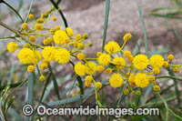 Goldern Wattle wildflower Photo - Gary Bell