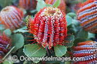 Scarlet Banksia wildflower Photo - Gary Bell