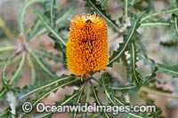 Audax Banksia wildflower Photo - Gary Bell