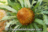 Formosa Banksia wildflower Photo - Gary Bell