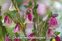 Qualup Bell wildflower Photo - Gary Bell