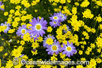 Swan River Daisy wildflower Photo - Gary Bell