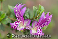 Purple Eremophila wildflower Photo - Gary Bell