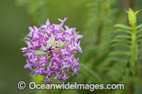 Rice Flower wildflower Photo - Gary Bell