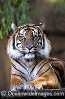 Sumatran Tiger Photo - Gary Bell