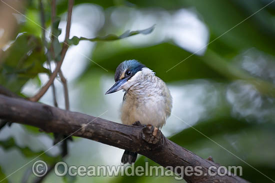Sacred Kingfisher photo