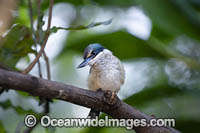 Sacred Kingfisher Photo - Gary Bell