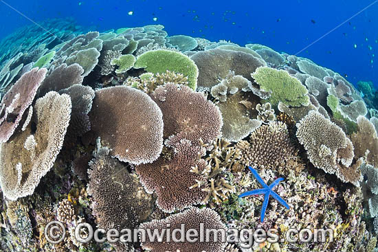Reefscape Corals PNG photo