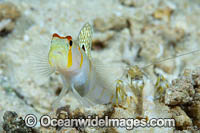 Randall's Shrimp Goby Photo - Gary Bell