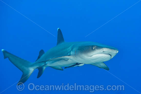 Whitetip Reef Shark photo