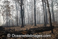 NSW Bushfires Australia Photo - Gary Bell