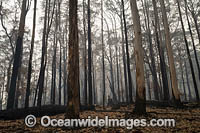 Australian Bushfires Photo - Gary Bell