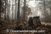 Australian Bushfires Photo - Gary Bell