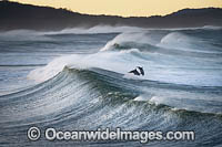 Dolphins in surf Photo - Gary Bell