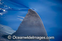 Great White Shark dorsal fin Photo - David Fleetham