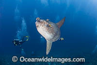 Ocean Sunfish Photo - David Fleetham