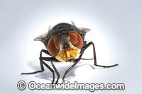 Blow Fly Photo - Gary Bell
