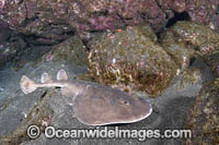 Cortez Electric Ray Photo - Andy Murch