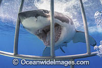 Great White Shark cage Photo - Andy Murch