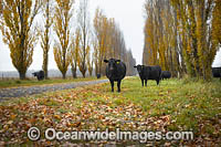 Cattle on country road Photo - Gary Bell