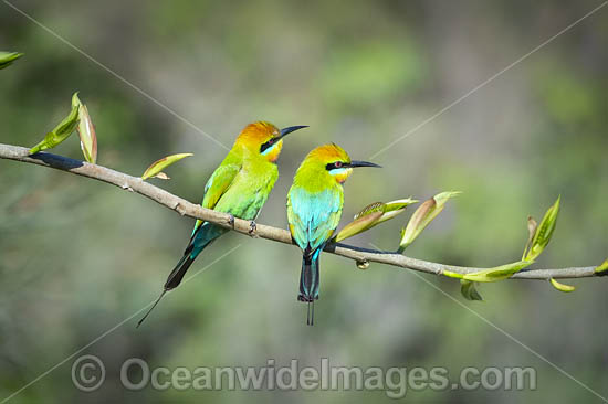 Rainbow Bee-eater photo