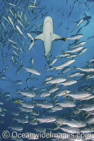 Caribbean Reef Shark Tiger Beach photo