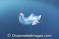 Chambered Nautilus with Divers Photo - Vanessa Mignon