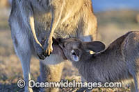 Eastern Grey Kangaroo joey drinking Photo - Gary Bell