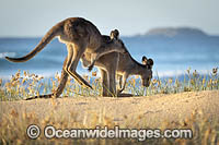 Eastern Grey Kangaroos Photo - Gary Bell