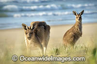 Eastern Grey Kangaroos Photo - Gary Bell