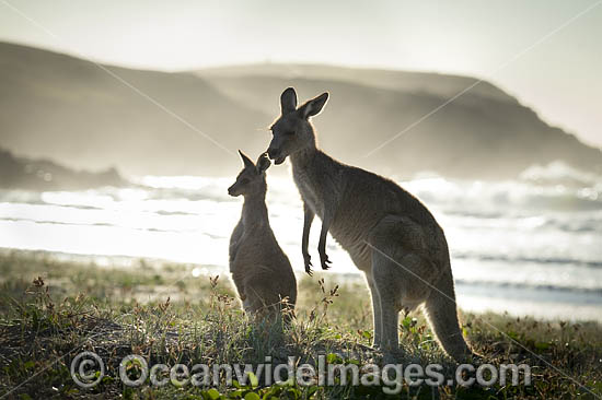 Eastern Grey Kangaroos on beach photo