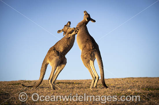 Eastern Grey Kangaroos boxing photo