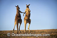 Eastern Grey Kangaroos boxing Photo - Gary Bell