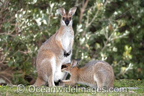 Red-necked Wallaby joey feeding photo