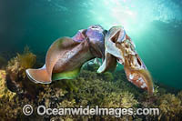 Australian Giant Cuttlefish Photo - Gary Bell