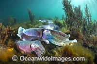 Australian Giant Cuttlefish Photo - Gary Bell