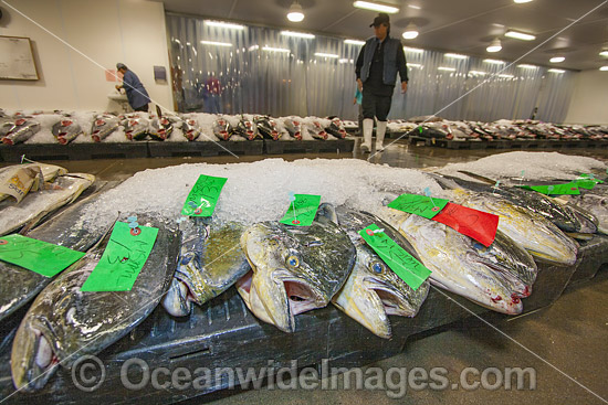 Fish market photo
