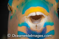 Three-color Parrotfish teeth Photo - David Fleetham