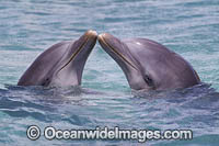 Atlantic Bottlenose Dolphin Photo - David Fleetham
